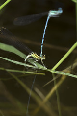 Dragonflies in the Love in the Nature