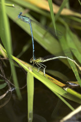 Dragonflies in the Love in the Nature