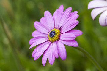 Obraz premium Pink daisy