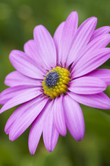 Obraz premium Pink daisy