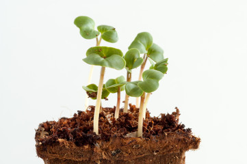 Radish seedlings (raphanus sativus) - one week young sprouts