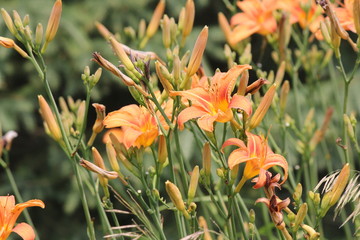 Orange day lily (Hemerocallis) beside an old country road. Day lilies are rugged, adaptable, vigorous perennials and comes in a variety of colors

