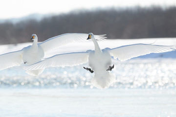 飛ぶ白鳥