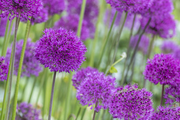 allium (Allium Giganteum)