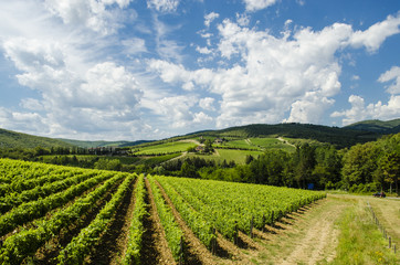 Fototapeta na wymiar vineyards in Tuscany Chianti area