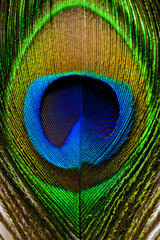 Obraz premium macro image of peacock feather/Peacock Feather