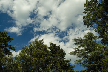 texture forest and sky