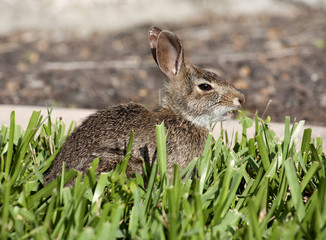 Closeup of cute cottontail bunny rabbit in the garden. Composition with animals