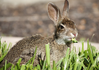 Closeup of cute cottontail bunny rabbit in the garden. Composition with animals