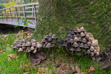 mushrooms on tree