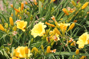 Obraz premium Pretty yellow Daylilies 'Stella de Oro' (Hemerocallis) growing in a small flower garden. Day lilies are rugged, adaptable, vigorous perennials and comes in a variety of colors.