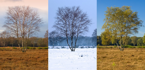 Fototapeta premium Birch tree in different seasons, Netherlands