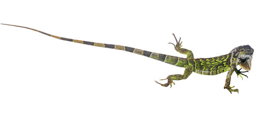 Naklejka premium Green Iguana