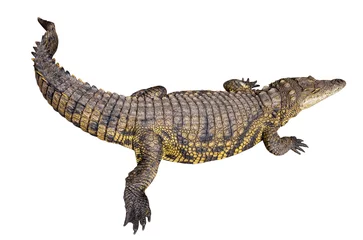 Abwaschbare Fototapete Krokodil Nile crocodile