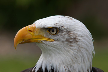 Weisskopfseeadler