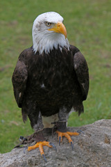 Weisskopfseeadler