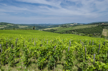 Fototapeta na wymiar field Tuscan vineyards