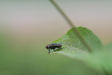fly on leaf