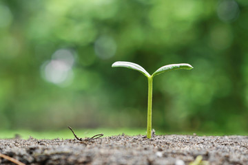 plant seedling growing on fertile soil / baby plant begins new life