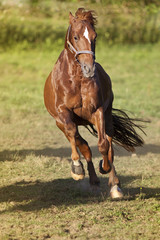 Obraz premium Horse gallop powerful free in paddock frontal