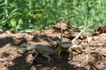Tropidurus torquatus