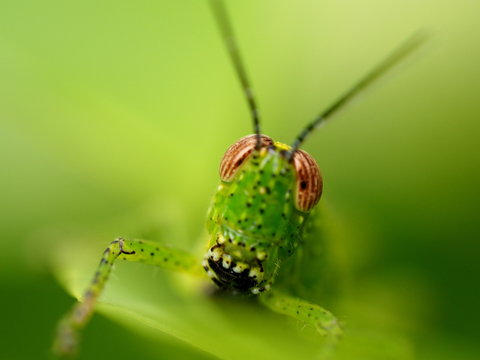 closeup eyes of greenshopper and blure background