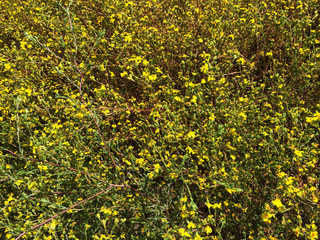 Yellow Wildflowers in a Field
