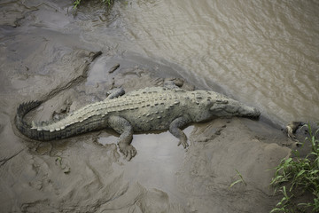 Crocodile on the river bank