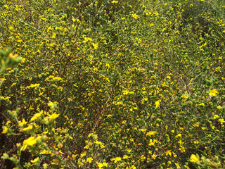 Yellow Wildflowers in a Field 