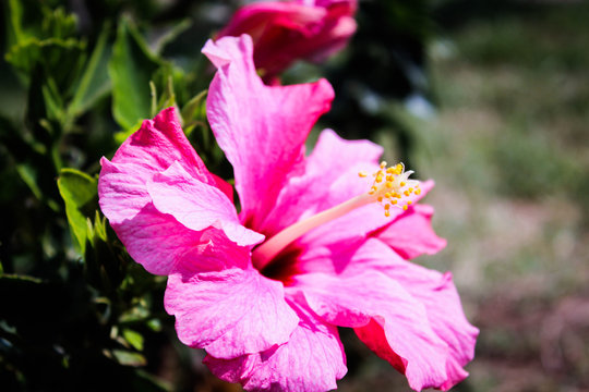 Pinky Flower 
