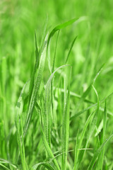 Green grass with dew on nature background, close up