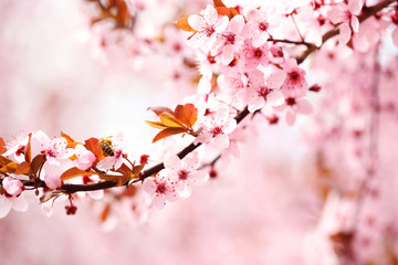 Cherry blossoms over blurred nature background, close up