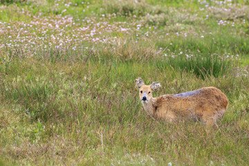 chinese water deer (Hydropotes inermis)