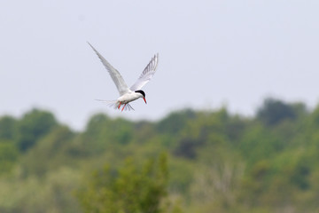 common tern (Sterna hirundo)