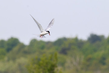 common tern (Sterna hirundo)