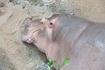 hippopotamuses