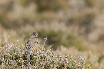 Dartford warbler (Sylvia undata)