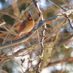 Cardinal in winter