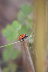 Ladybug