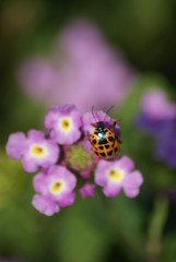 Ladybug