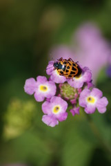 Ladybug