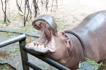 Hippopotamus