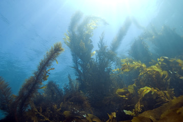 Naklejka na ściany i meble Seaweed Kelp Forest Underwater California Reef