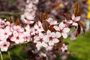 Blooming tree twigs with pink flowers in spring