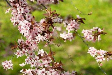 Blooming tree twigs with pink flowers in spring