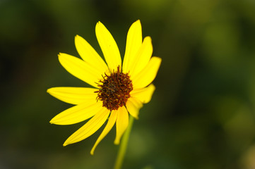 Yellow Daisy