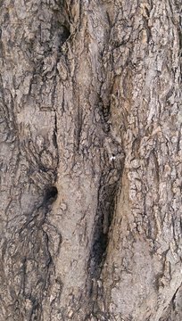 Olive Tree Bark

A close look at the bark of a centuries-old olive tree in Israel. 