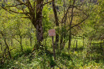 The forest covered with moss.
