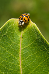Ladybug