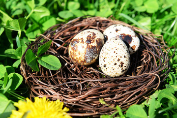 Obraz premium Nest with bird eggs over green bush background